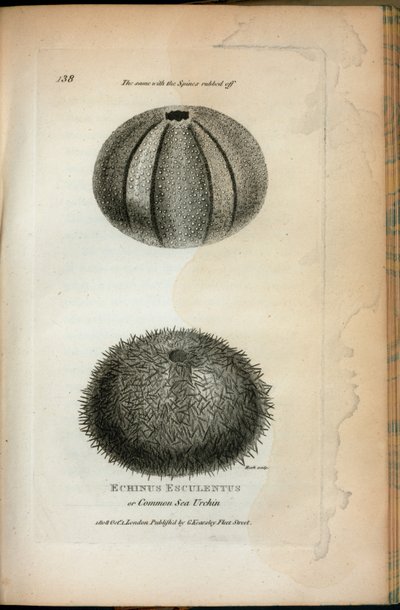 Echinus Esculentus ou Oursin commun ; Le même avec les épines enlevées, de 