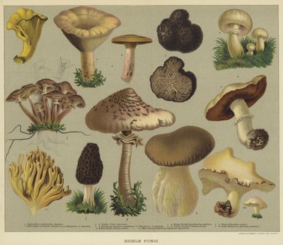 Champignons comestibles - English School
