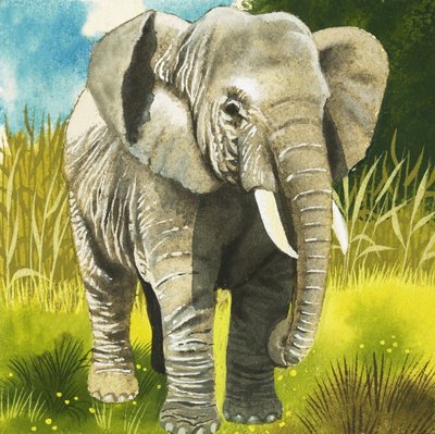 Éléphant - English School