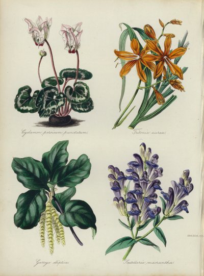 Jardin de fleurs anglais : Cyclamen persicum punctatum, Tritonia aurea, Garrya elliptica, Scutellaria macrantha - English School
