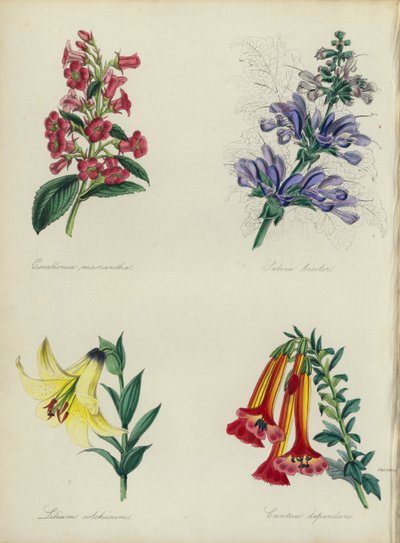 Jardin de fleurs anglais : Escallonia macrantha, Salvia bicolar, Lilium colchicum, Cantua dependens - English School