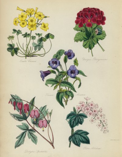 Jardin de fleurs anglais : Oxalis Cernua, Unique Pelargonium, Torenia Asiatica, Dielytra Spectabilis, Ribes Albidum - English School