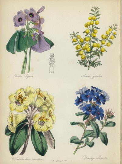 Jardin de fleurs anglais : Oxalis elegans, Acacia grandis, Rhododendron lanatum, Plumbago Larpentae - English School