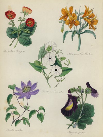 Jardin de fleurs anglais : Potentilla Menziesii, Alstraemeria Van Houtteii, Thunbergia alata alba, Clematis caerulea, Martynia fragrans - English School