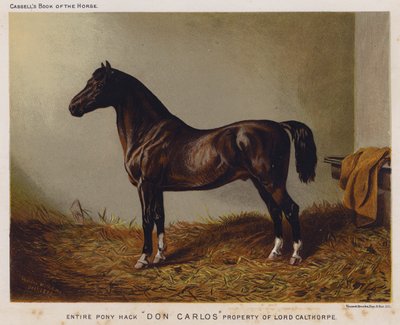Poney entier Hack "Don Carlos," propriété de Lord Calthorpe - English School