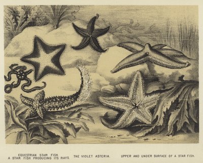 Étoile de mer équestre, une étoile de mer produisant ses rayons, l