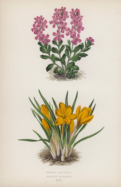 Erinus Alpinus; Crocus Aucheri - English School