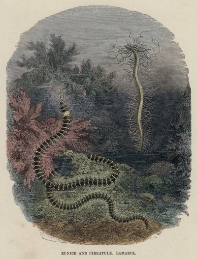 Eunice et Cirratule, Lamarck - English School