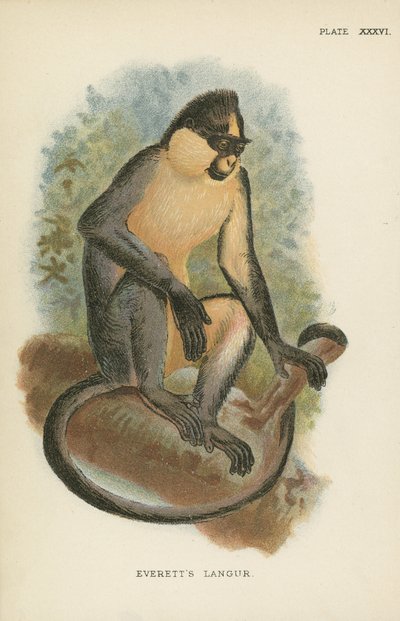 Le Langur d