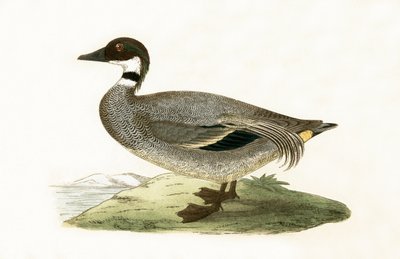 Sarcelle à faucilles, illustration de 