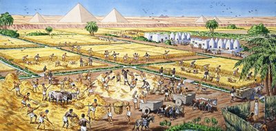 Agriculture en Égypte - English School