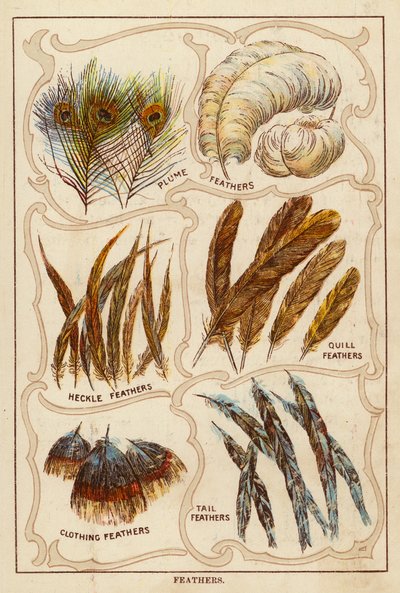 Plumes - English School