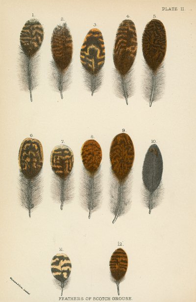 Plumes de tétras écossais - English School