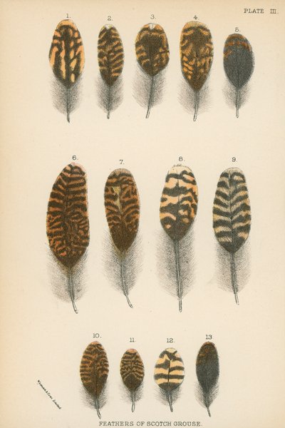 Plumes de tétras écossais - English School