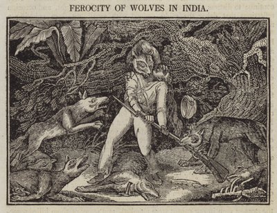 Férocité des loups en Inde - English School