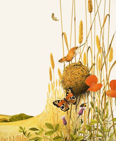 Souris des champs et papillon - English School