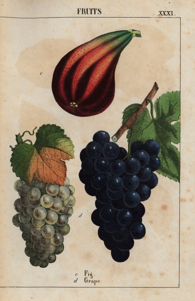 Figue et raisins, de 