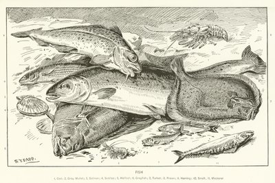 Poisson - English School