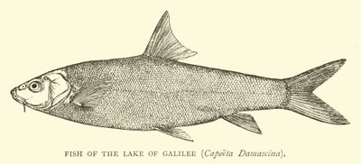 Poisson du lac de Galilée, Capoeta Damascina - English School