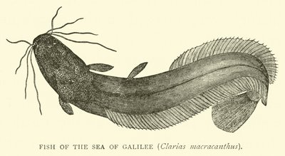 Poisson de la mer de Galilée, Clarias macracanthus - English School
