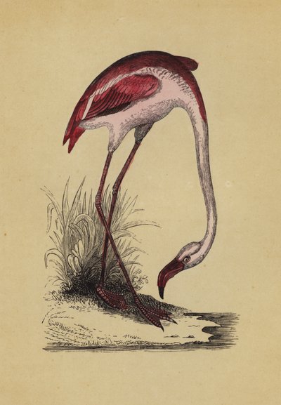 Flamant rose - English School