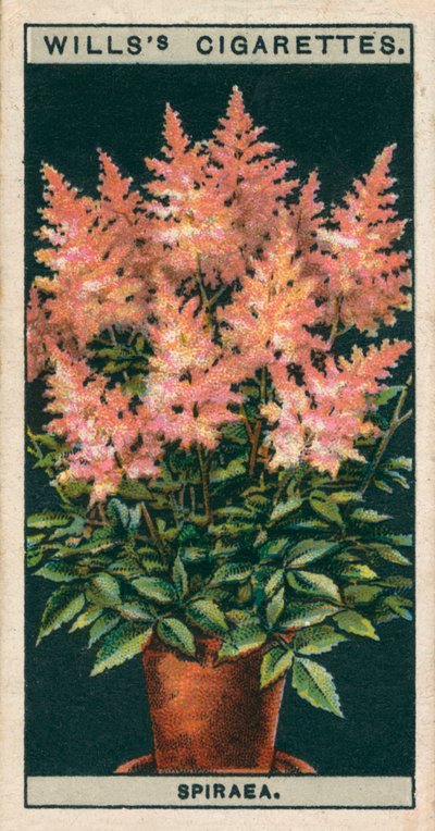 Culture de fleurs en pots : Spiraea (chromolitho) - English School
