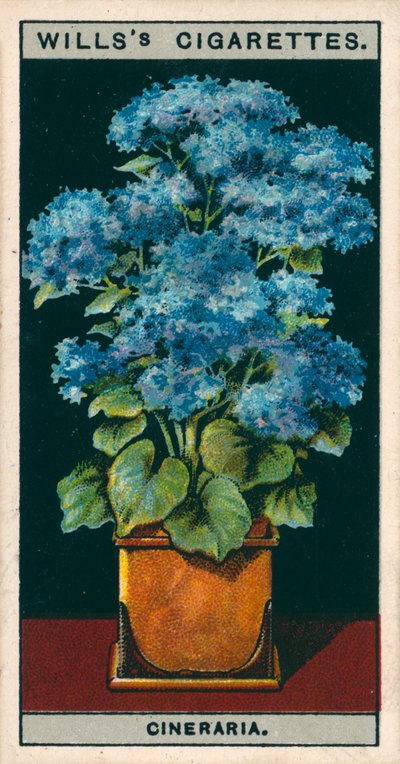 Culture de fleurs en pots : Cinéraire étoilé (chromolitho) - English School