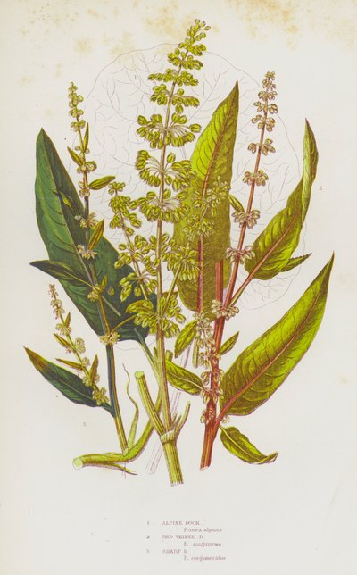 Plantes à fleurs de Grande-Bretagne : Patience des Alpes, Patience à nervures rouges, Patience aiguë - English School