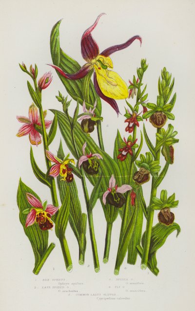 Plantes à fleurs de Grande-Bretagne : Ophrys abeille, Ophrys araignée tardive, Ophrys araignée, Ophrys mouche, Sabot de Vénus commun - English School