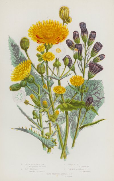Plantes à fleurs de Grande-Bretagne : Laitue scariole, Laitue des champs, Laitue des moissons, Laitue annuelle commune, Laitue annuelle à franges aiguës - English School