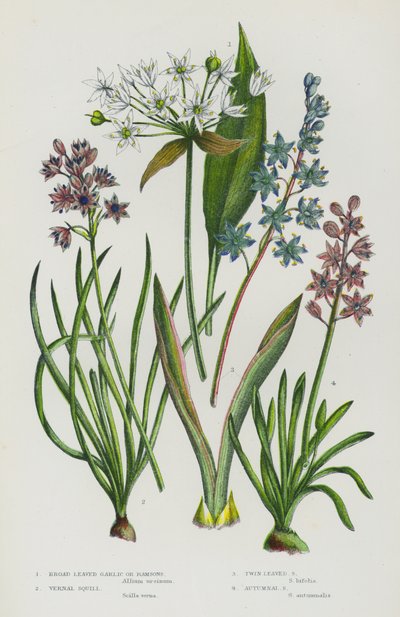 Plantes à fleurs de Grande-Bretagne : Ail des ours, Scille printanière, Scille à deux feuilles, Scille automnale - English School