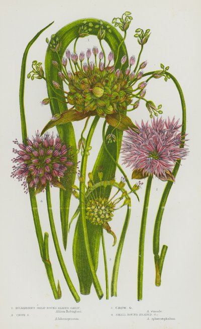 Plantes à fleurs de Grande-Bretagne : Ail à tête ronde bulbeux, Ail des jardins, Ail des vignes, Ail à tête ronde petite - English School