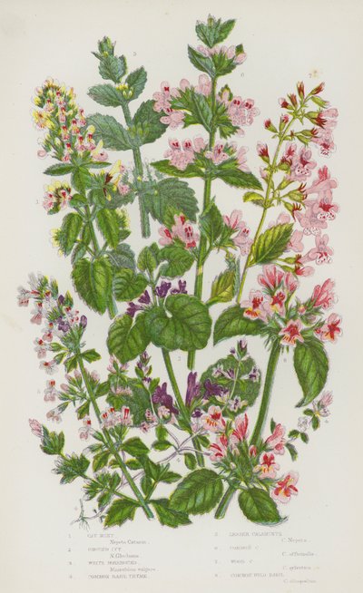 Plantes à fleurs de Grande-Bretagne : Menthe des chats, Lierre terrestre, Marrube blanc, Basilic commun, Calament à petites fleurs, Calament commun, Calament des bois, Basilic sauvage commun - English School