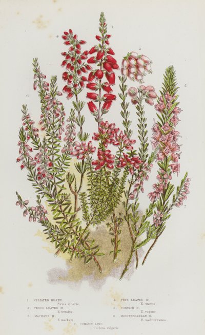 Plantes à fleurs de Grande-Bretagne : Bruyère ciliée, Bruyère à feuilles croisées, Bruyère de Mackay, Bruyère à feuilles de pin, Bruyère de Cornouailles, Bruyère méditerranéenne, Callune commune - English School