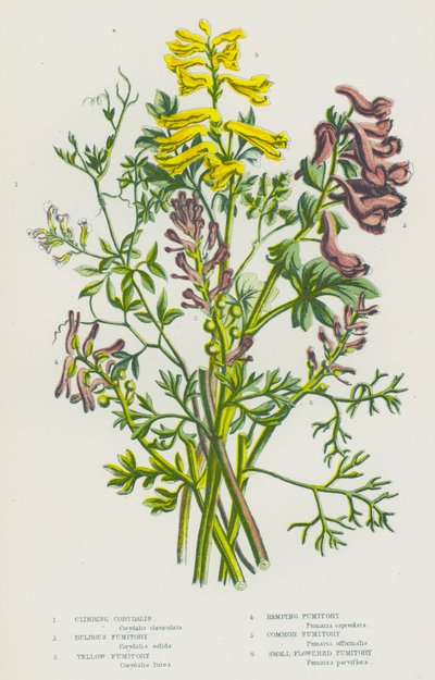 Plantes à fleurs de Grande-Bretagne : Corydale grimpante, Fumeterre bulbeuse, Fumeterre jaune, Fumeterre rampante, Fumeterre commune, Fumeterre à petites fleurs - English School