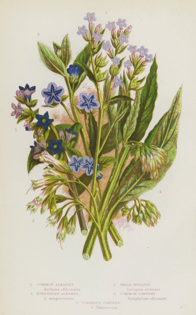 Plantes à fleurs de Grande-Bretagne : Buglosse commune, Buglosse toujours verte, Petite buglosse, Consoude commune, Consoude tubéreuse (lithographie en couleur) - English School