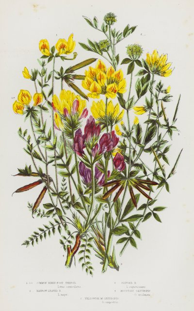 Plantes à fleurs de Grande-Bretagne : Lotier corniculé commun, Lotier à feuilles étroites, Lotier grêle, Oxytropis des montagnes, Oxytropis jaunâtre - English School