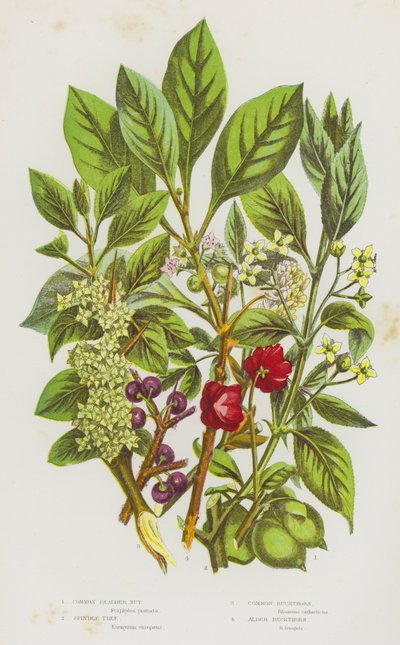 Plantes à fleurs de Grande-Bretagne : Staphylier commun, Fusain d