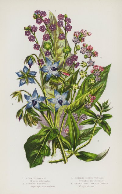 Plantes à fleurs de Grande-Bretagne : Bourrache commune, Alysson de Germanie, Cynoglosse commune, Cynoglosse à feuilles vertes - English School