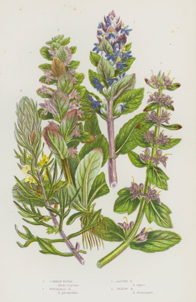 Plantes à fleurs de Grande-Bretagne : Bugle commun, Bugle pyramidal, Bugle des Alpes, Bugle jaune - English School