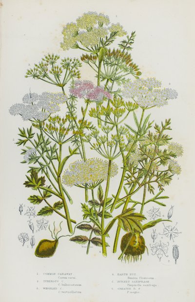 Plantes à fleurs de Grande-Bretagne : Carvi commun, Carvi tubéreux, Carvi verticillé, Noix de terre, Saxifrage brûlée, Grande saxifrage brûlée - English School