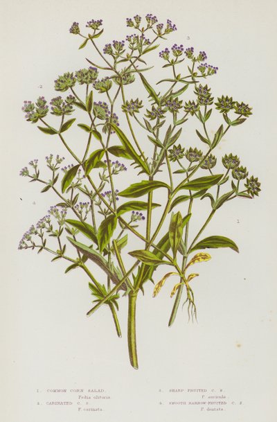 Plantes à fleurs de Grande-Bretagne : Valérianelle locuste, Valérianelle carénée, Valérianelle à fruits aigus, Valérianelle à fruits lisses et étroits (lithographie en couleur) - English School