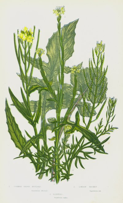Plantes à fleurs de Grande-Bretagne : Moutarde des haies commune, Roquette de Londres, Vélar fausse-giroflée - English School