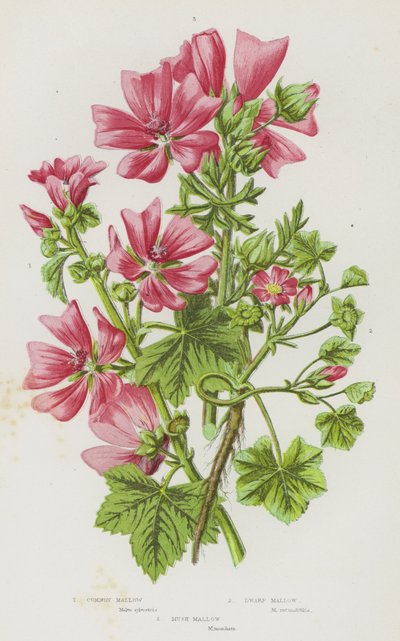 Plantes à fleurs de Grande-Bretagne : Mauve commune, Mauve naine, Mauve musquée - English School