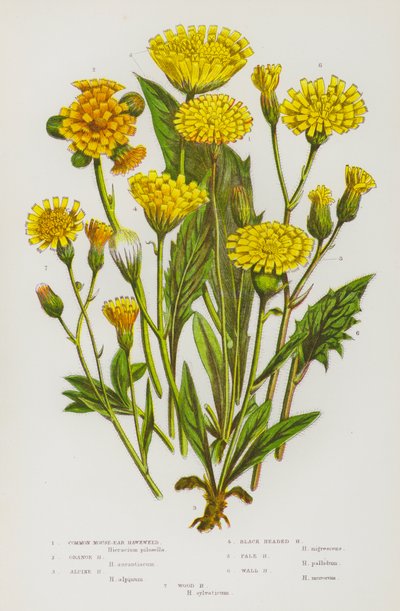 Plantes à fleurs de Grande-Bretagne : Épervière piloselle, Épervière orangée, Épervière alpine, Épervière à tête noire, Épervière pâle, Épervière des murs, Épervière des bois - English School