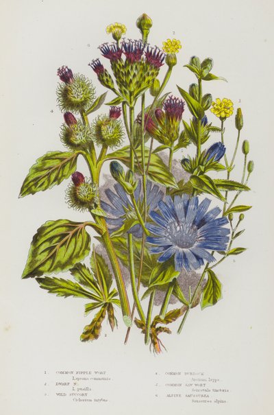 Plantes à fleurs de Grande-Bretagne : Laitue commune, Laitue naine, Chicorée sauvage, Bardane commune, Scabieuse commune, Saussurée alpine - English School
