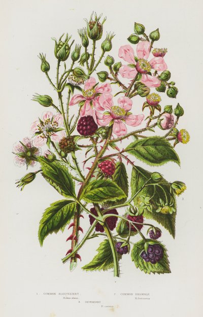 Plantes à fleurs de Grande-Bretagne : Framboisier commun, Ronce commune, Ronce bleue - English School