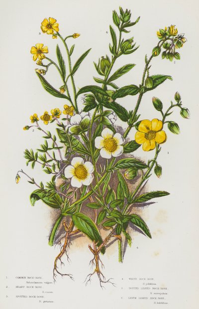Plantes à fleurs de Grande-Bretagne : Hélianthème commun, Hélianthème blanchâtre, Hélianthème tacheté, Hélianthème blanc, Hélianthème à feuilles ponctuées, Hélianthème à feuilles de ledon - English School