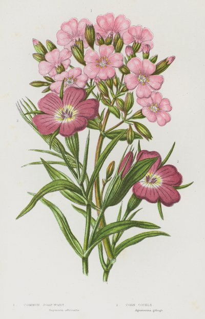 Plantes à fleurs de Grande-Bretagne : Saponaire commune, Nielle des blés - English School