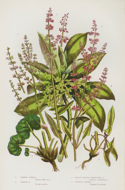 Plantes à fleurs de Grande-Bretagne : Oseille commune, Oseille des moutons, Oseille des montagnes en forme de rein, Daphné laurier - English School